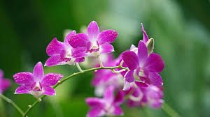 Orchids